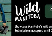 Calendar_2020_WildManitoba_HomepageBanner_1280x362