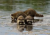 Raccoon Siblings